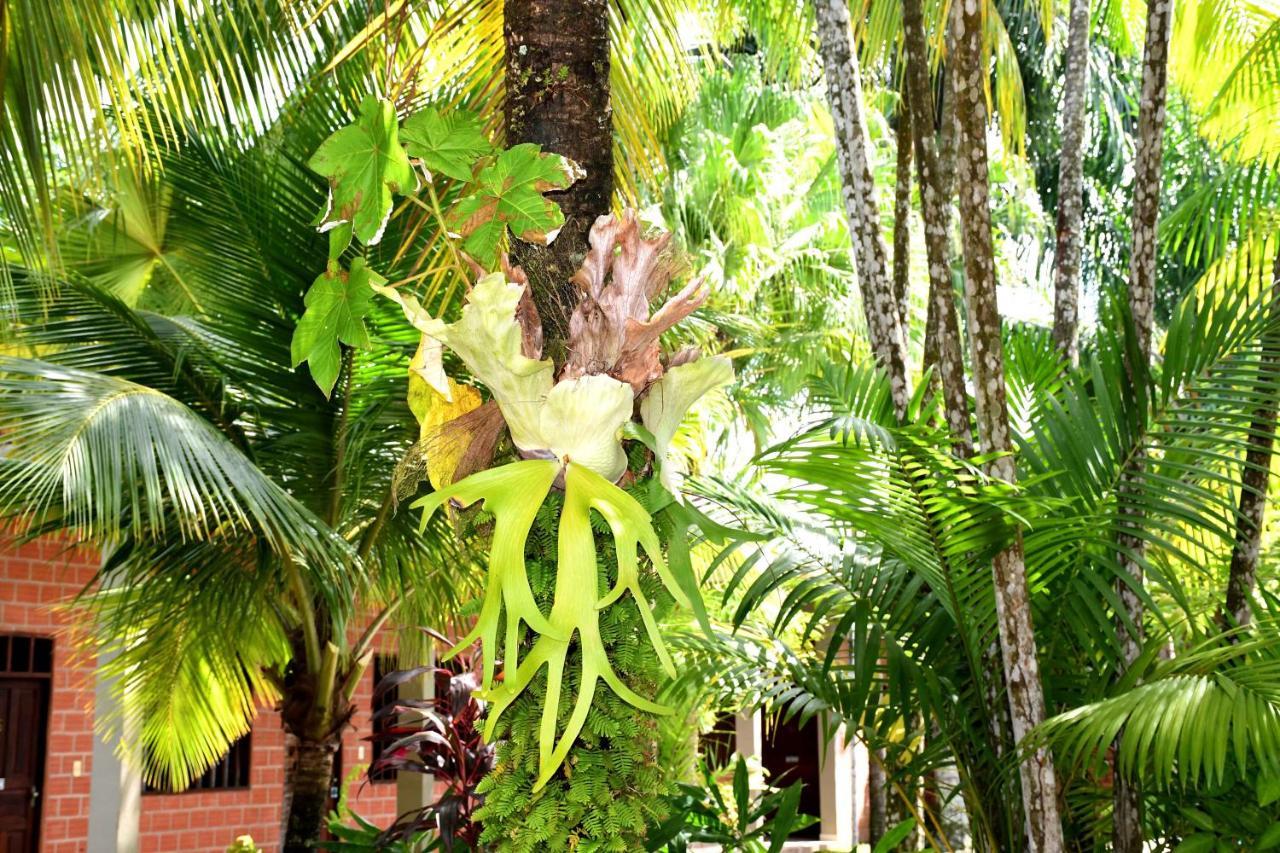 Hotel Ambaibo Rurrenabaque Esterno foto